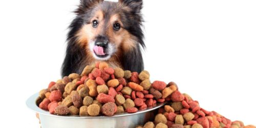 A guide to choose the right dog food