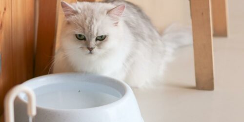 Best vet-recommended foods for your pet cat