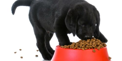 Best vet recommended puppy foods