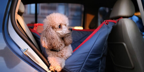 Factors to consider while buying car pet barriers