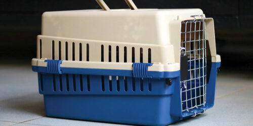 How to choose a large pet carrier