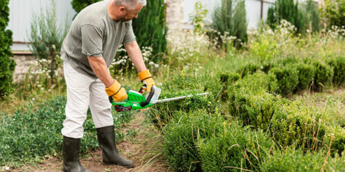 Lawn care services – what you need to know