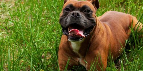 Questions to Ask a Breeder Before Getting a Boxer Pup