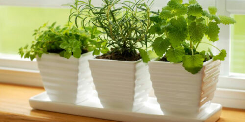 Think indoor gardening when outdoor isn’t possible