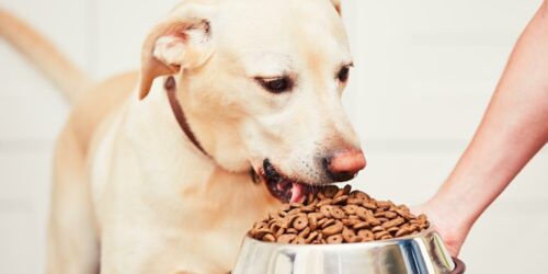 Top 10 best puppy food brands