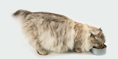 Top 10 wet cat food brands to choose from