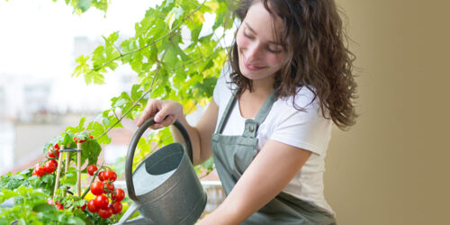 Why You Should Protect Your Plants With a Water Spray