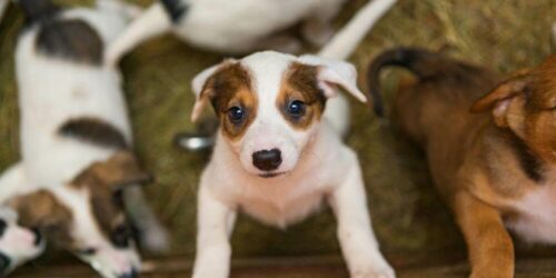 Are You Keen On Adopting A Dog Here’s How You Can