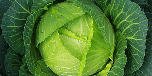 Gastrointestinal stromal tumors – Foods to eat and avoid