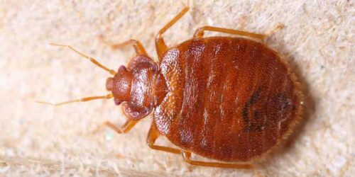 Home Remedies and Tips for Bed Bug Infestation