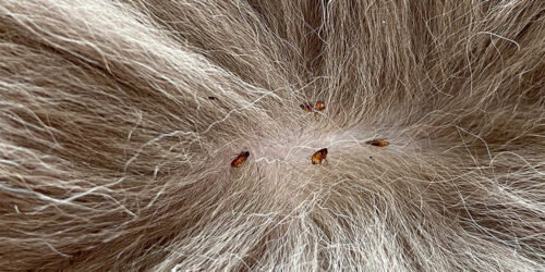 Home remedies for protecting dogs from fleas and ticks