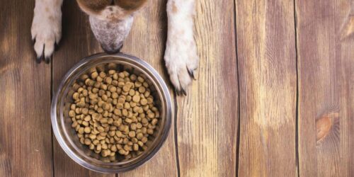 Know About The Right Food For Your Dog’s Allergies