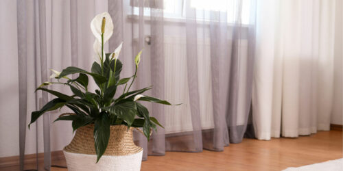 7 plants that are toxic to cats